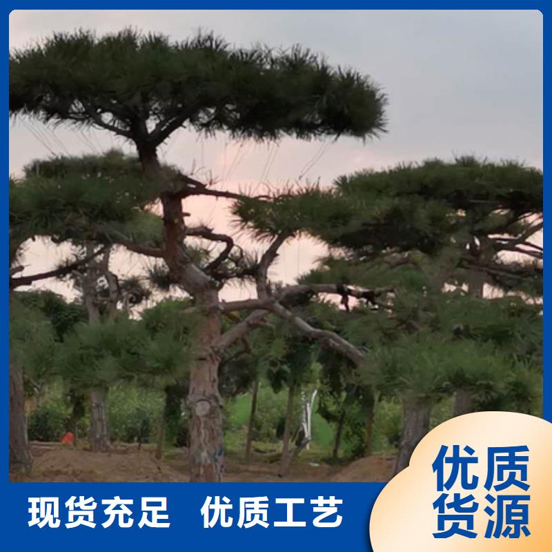 造型油松价格欢迎来电