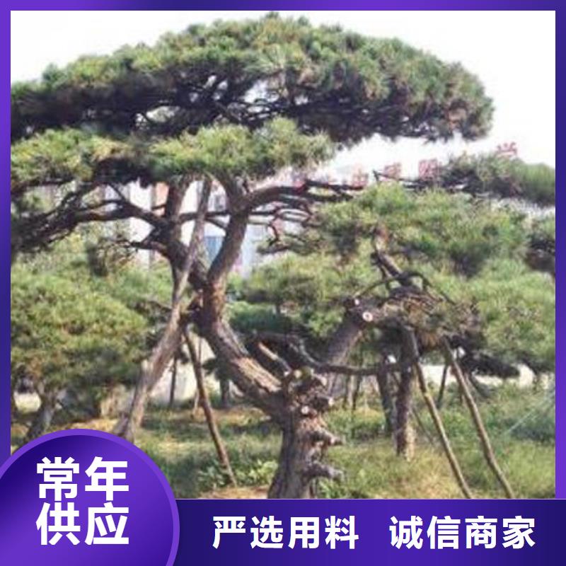 黑松本地正规大厂