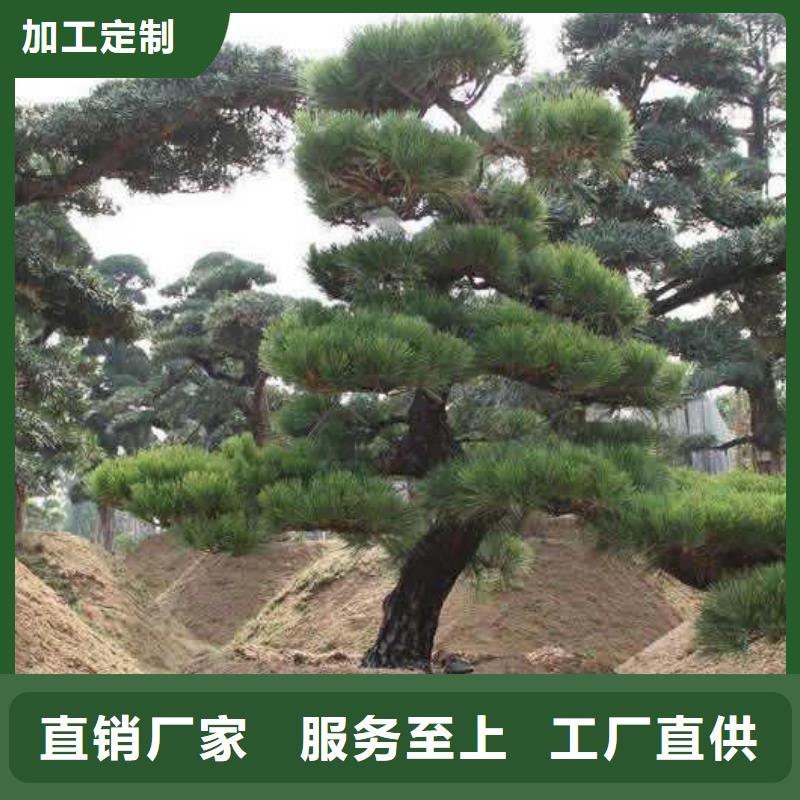 造型油松价格合理的厂家