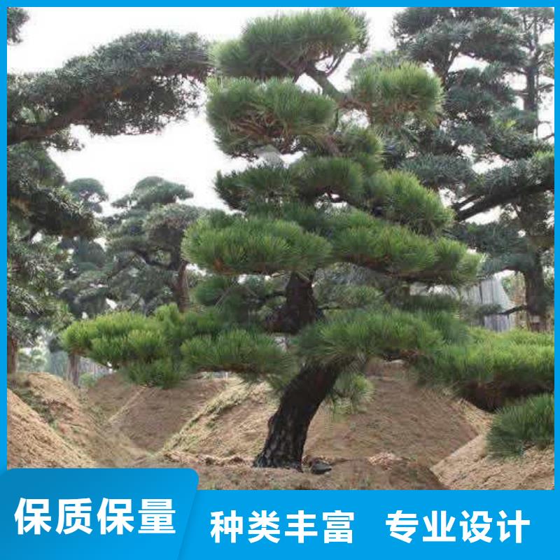造型黑松工艺精湛