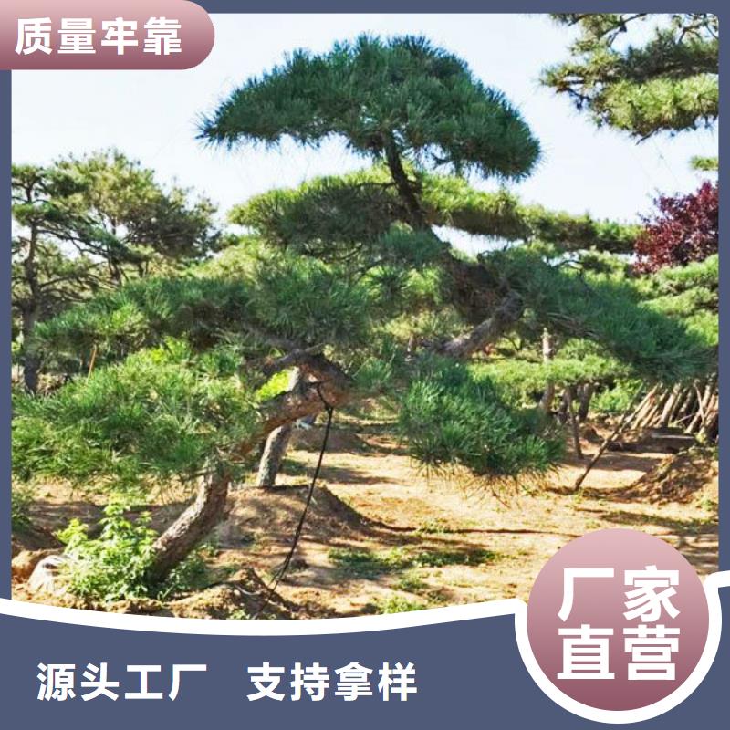 优质的造型油松-实体厂家可定制