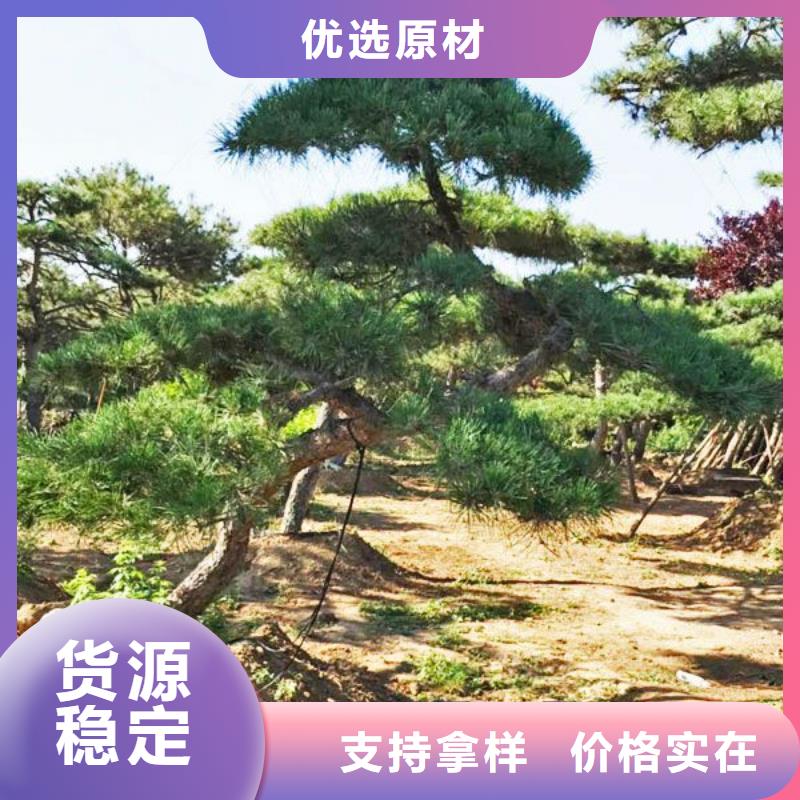 黑松本地正规大厂