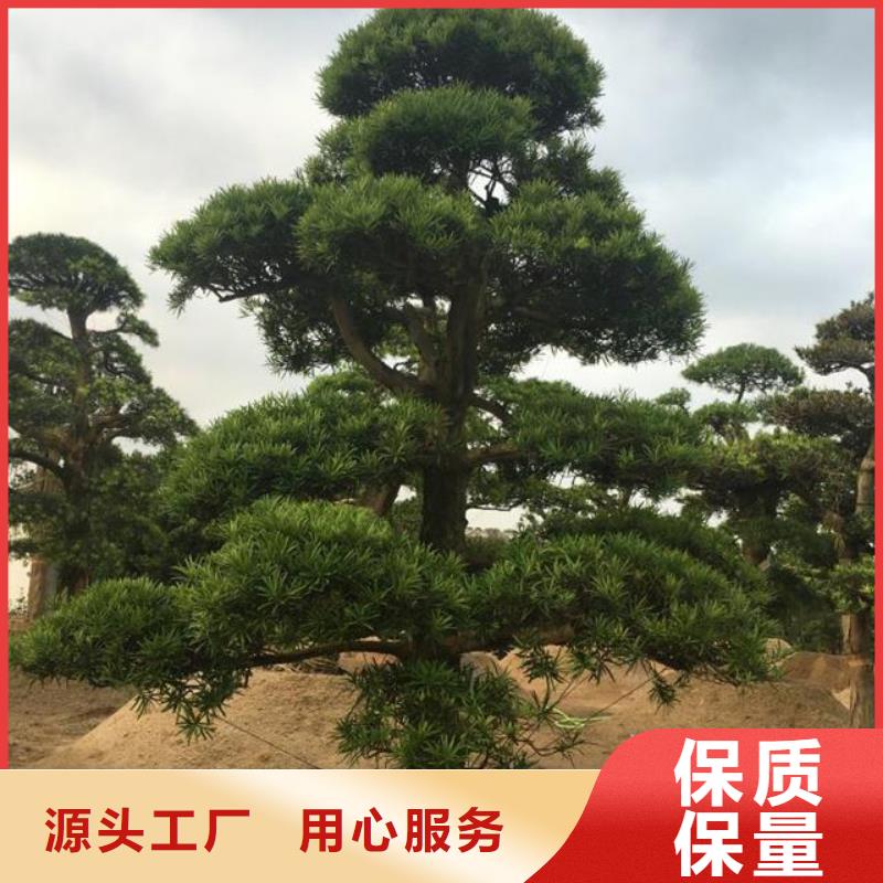 景观松价格合理的厂家