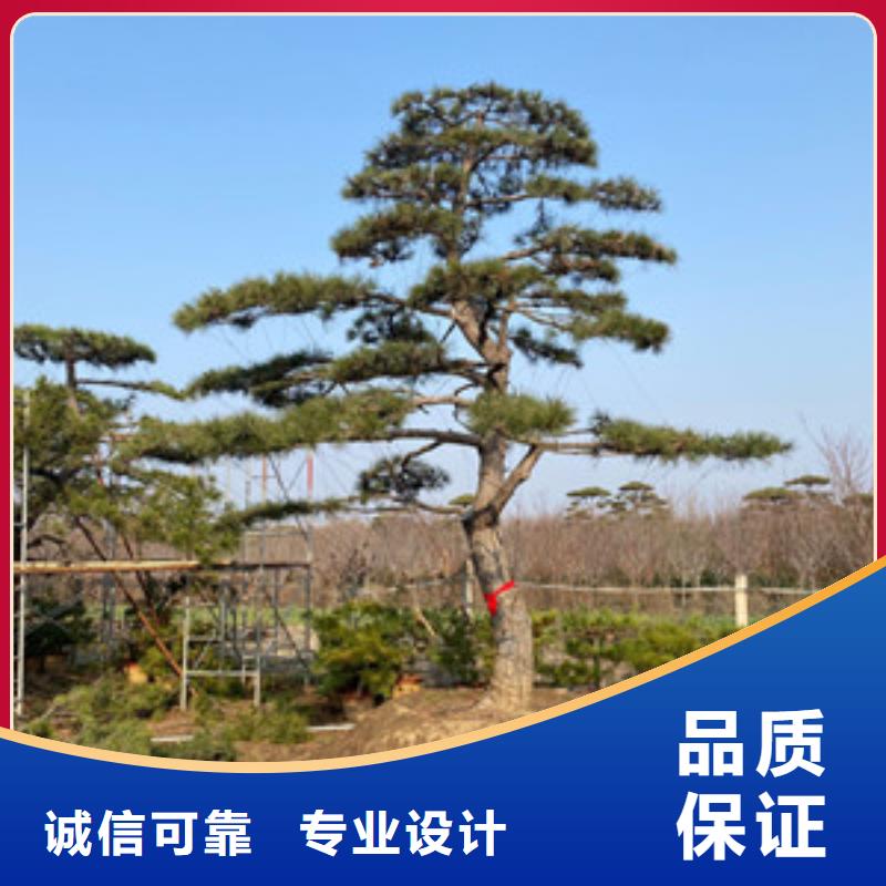 异型松货源直供