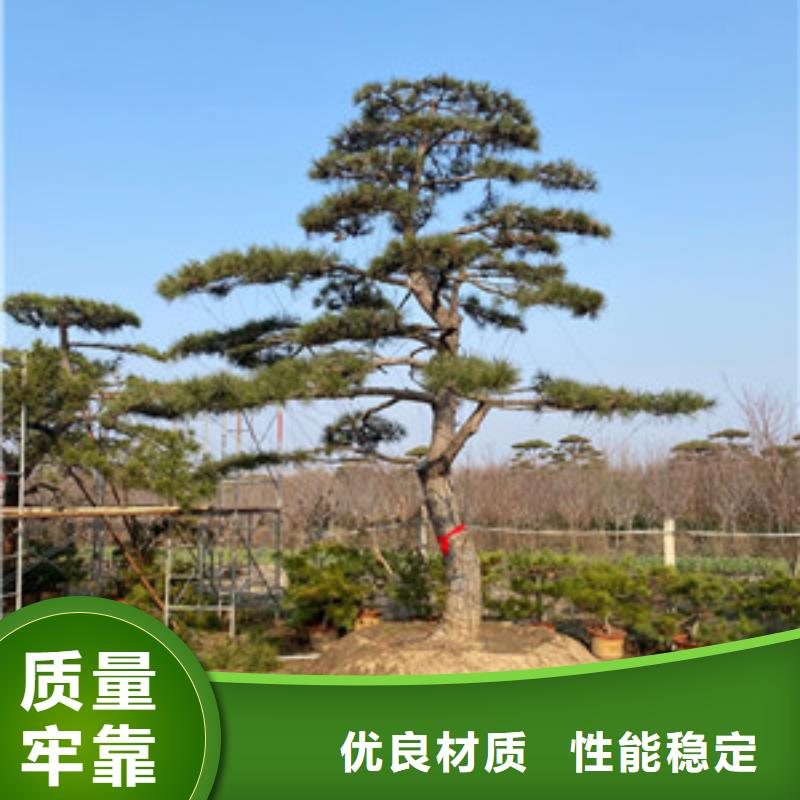 造型松树-我公司资质齐全