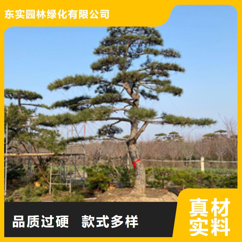 采购造型油松必看-高性价比