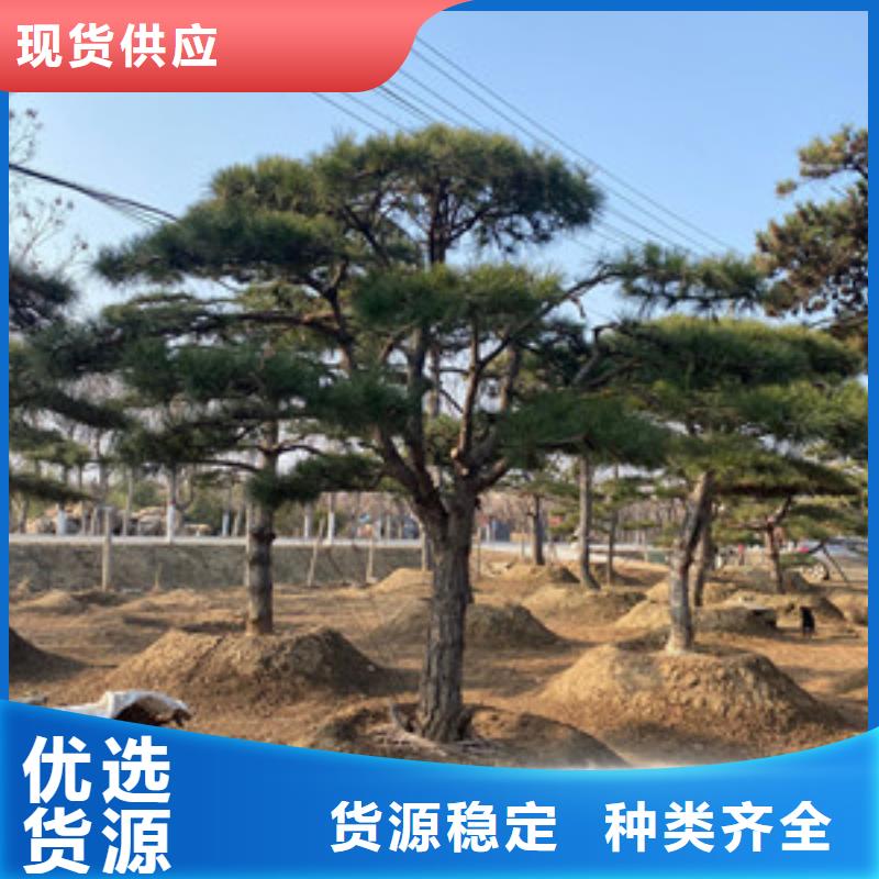 儋州市服务周到的造型迎客松基地