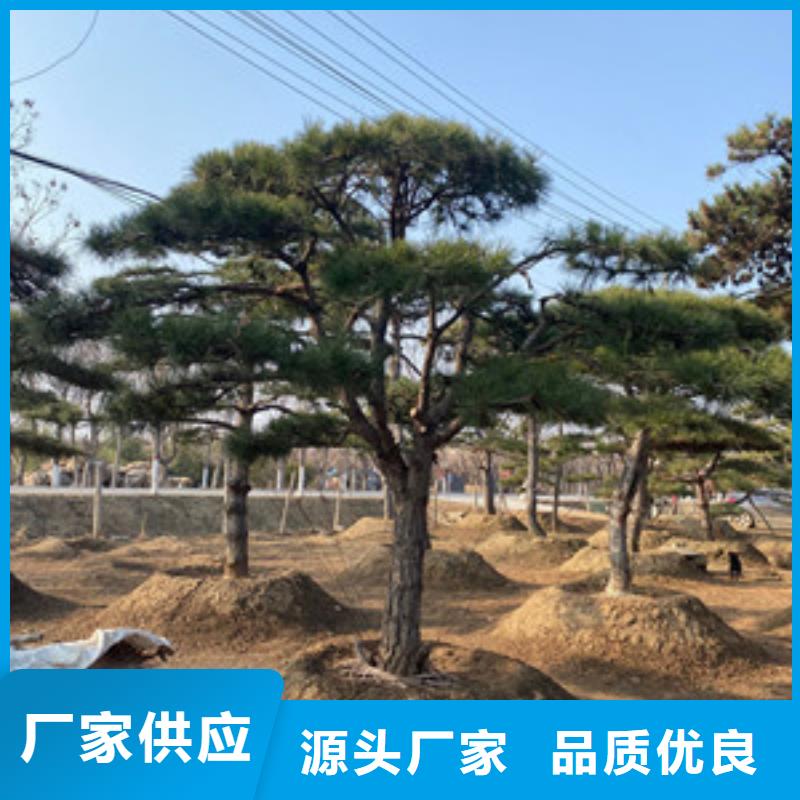 造型松当地厂家值得信赖