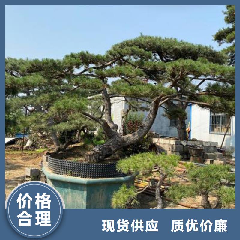 造型松当地厂家值得信赖