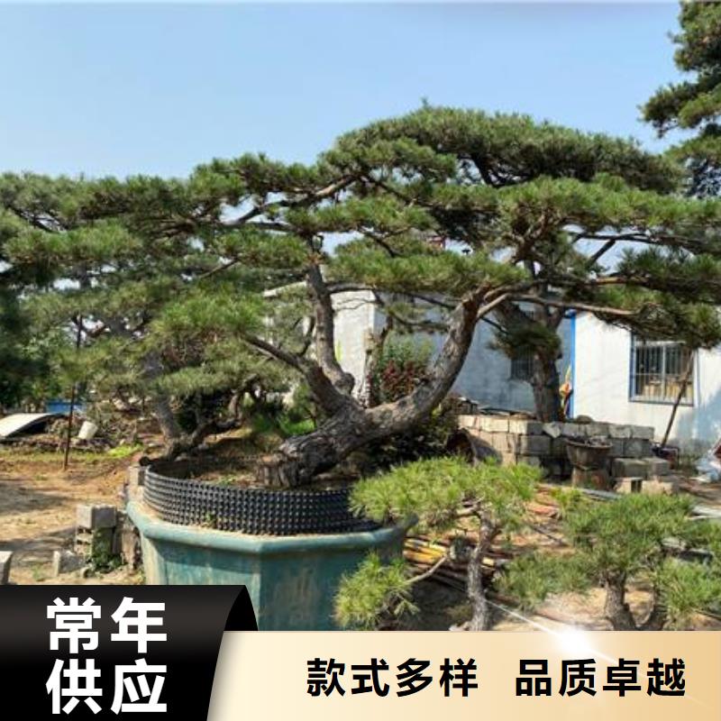 景观松价格资讯
