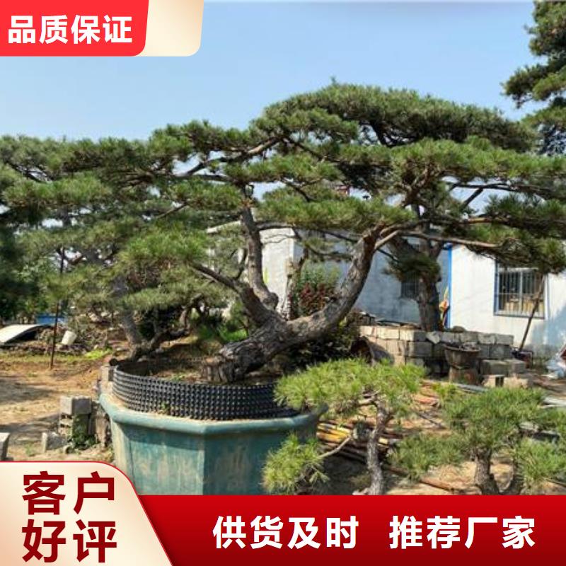 常年供应造型松-省钱