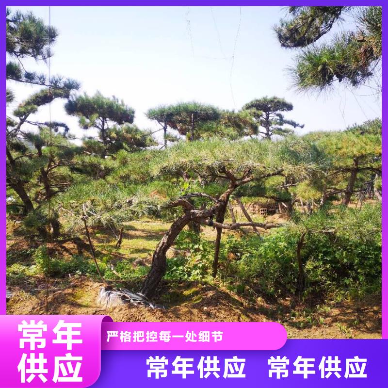 规模大的造型景松厂家