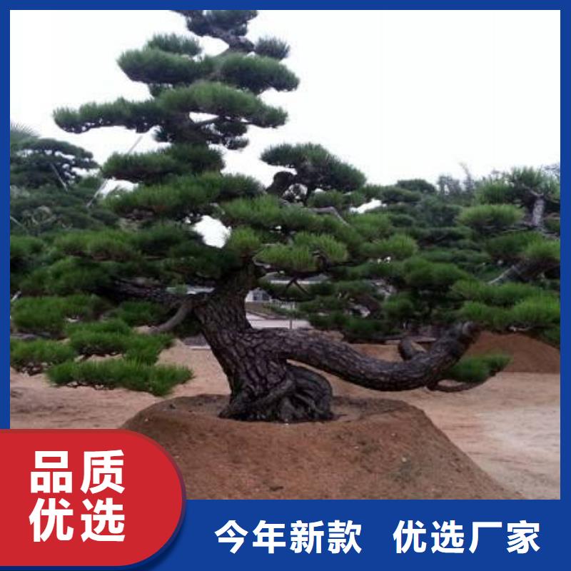 造型油松定制-不另行收费
