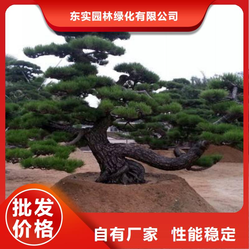 景观松免费寄样