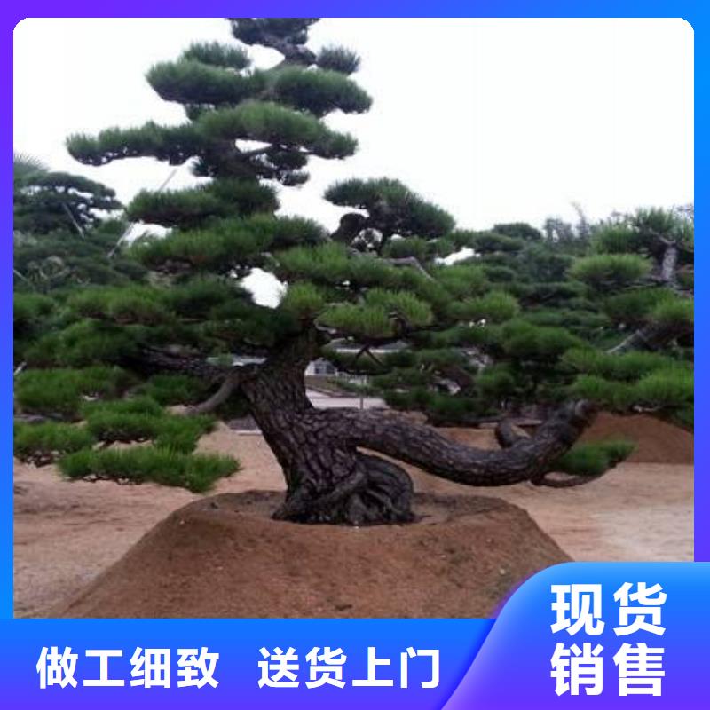 造型油松价格欢迎来电