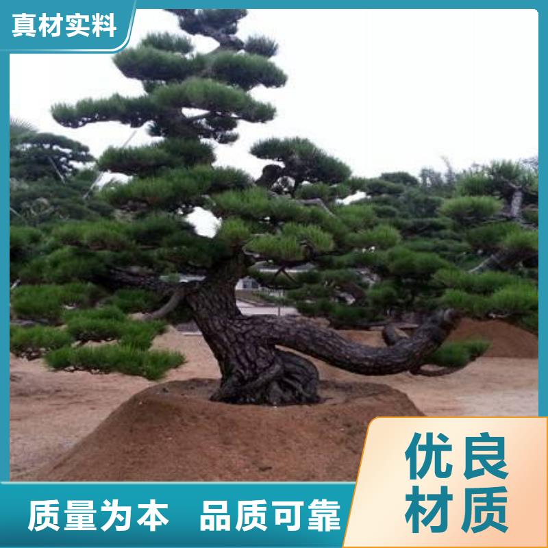 新闻：油松生产厂家