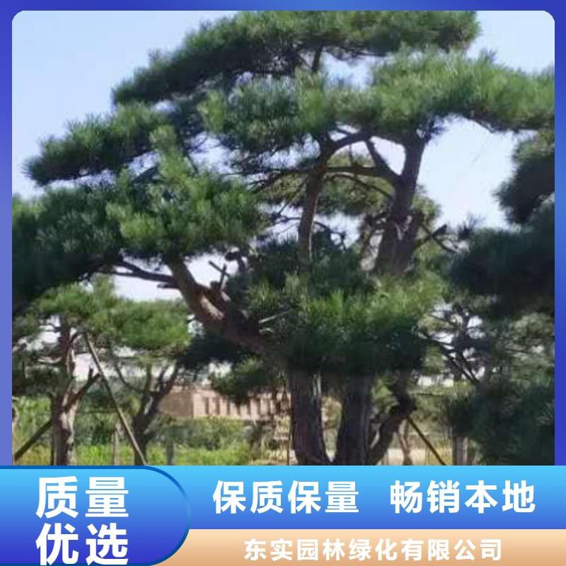可定制的造型景松生产厂家