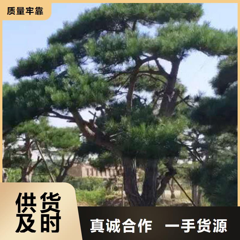 黑松、黑松生产厂家_大量现货