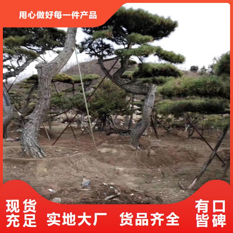 定制泰山风景松_诚信企业