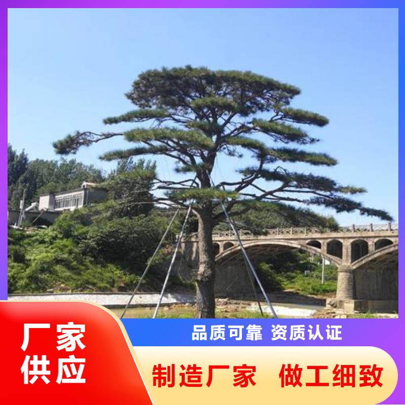 可定制的造型景松生产厂家