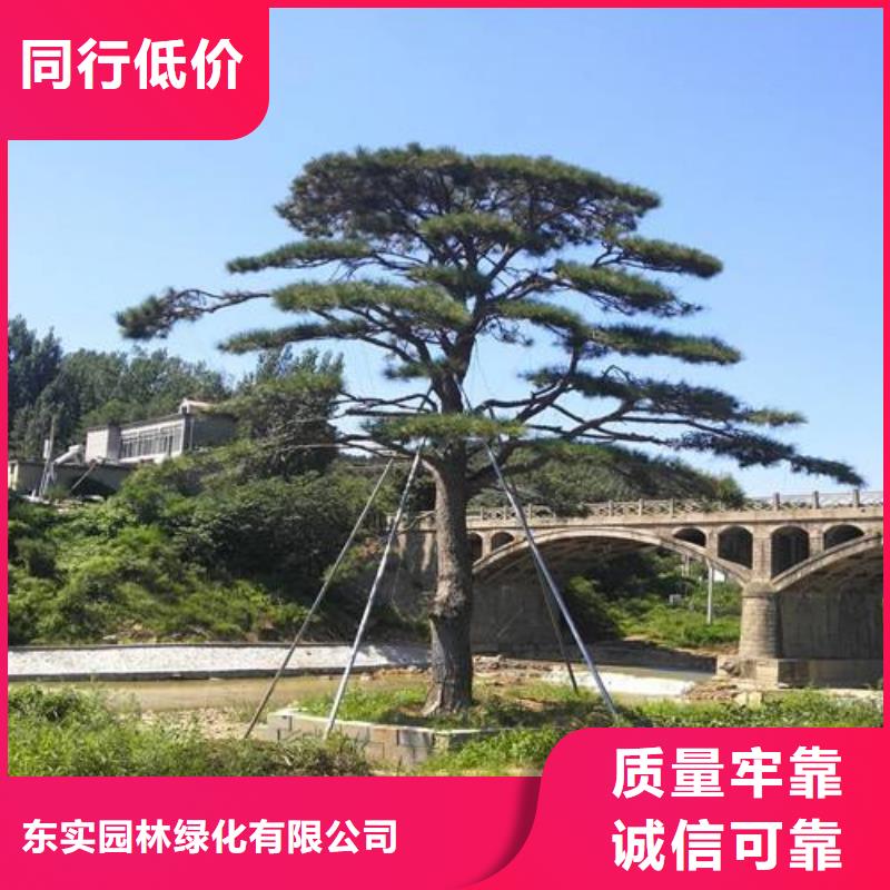 库存充足的景观松公司