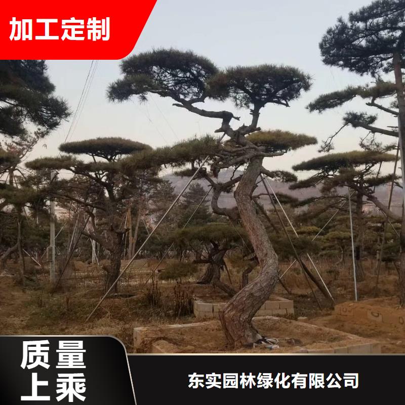 儋州市服务周到的造型迎客松基地