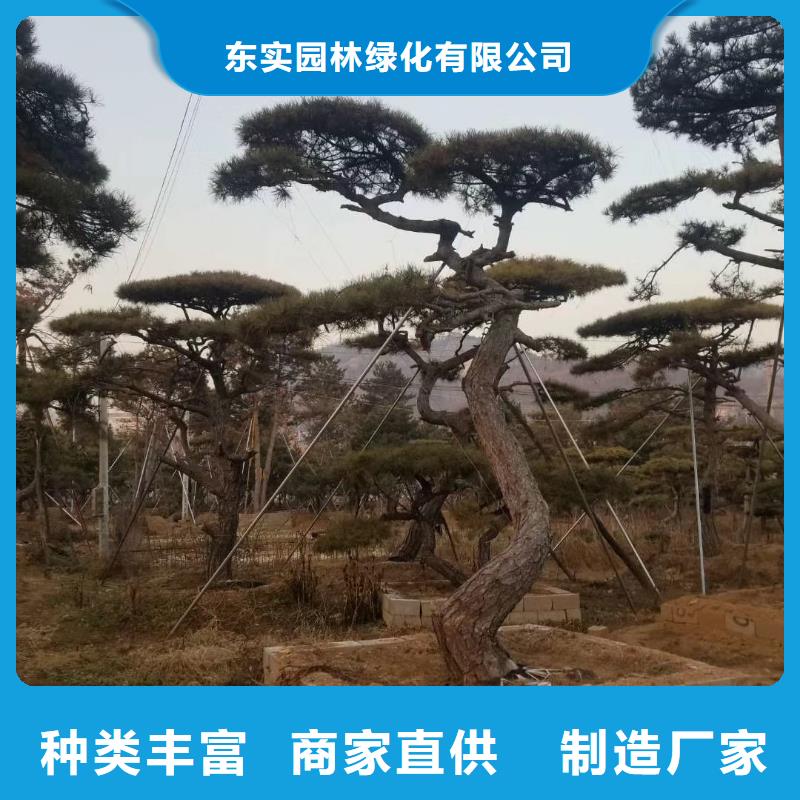 景观松免费寄样