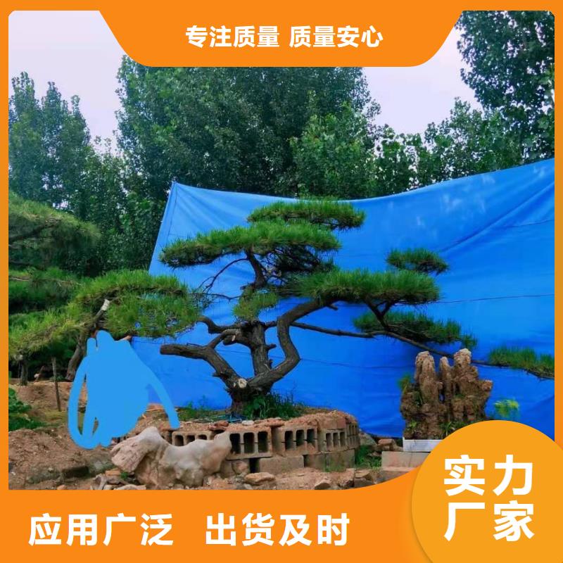  造型松款式多样