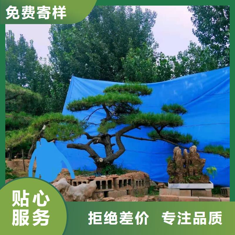 专业生产制造造型松公司