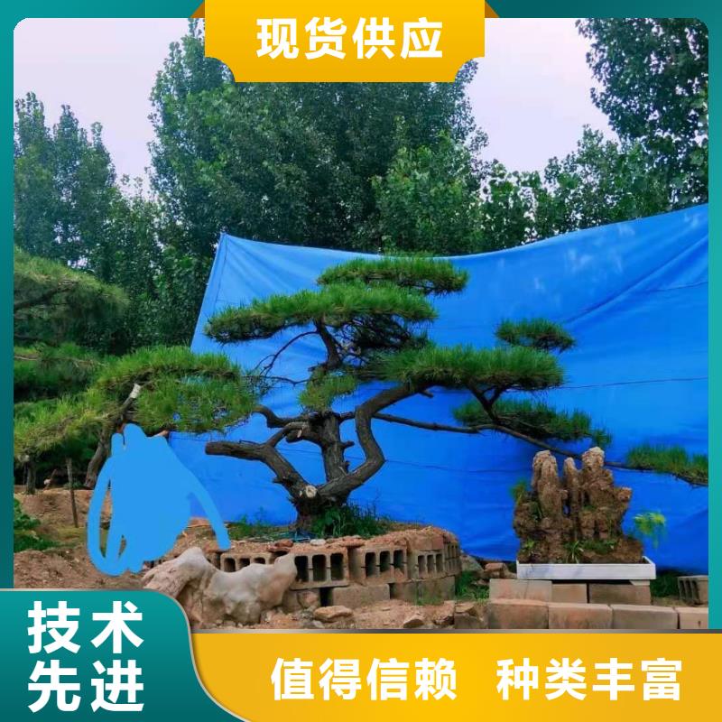 造型松树选对厂家很重要