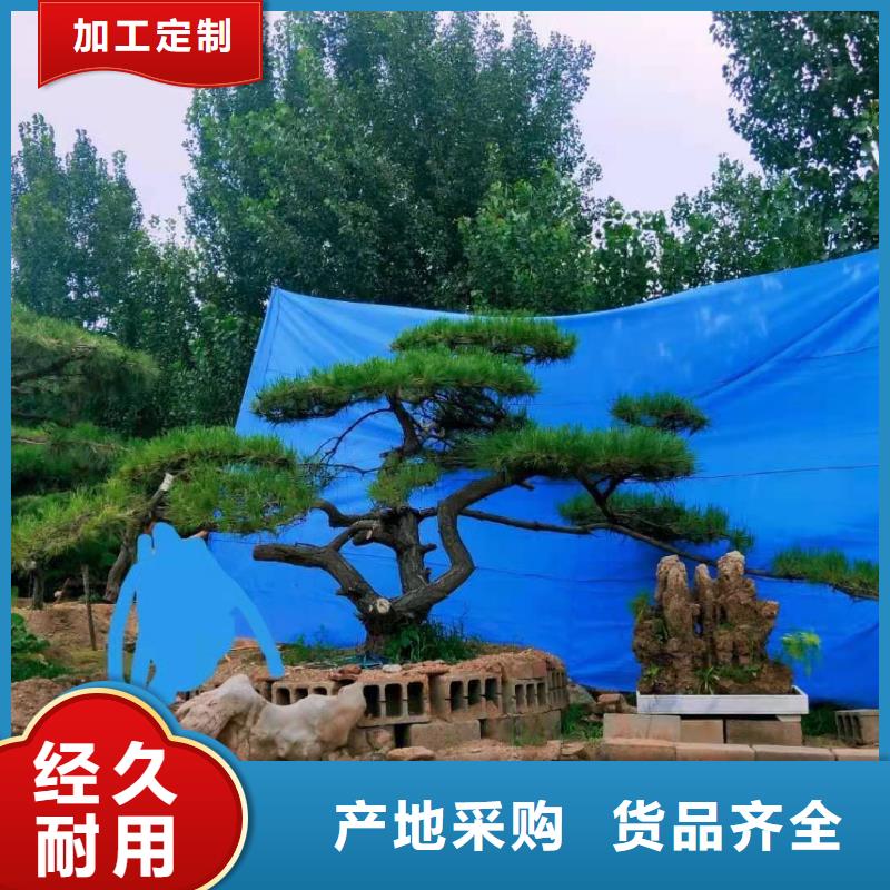 【造型松】造型松价格品质可靠