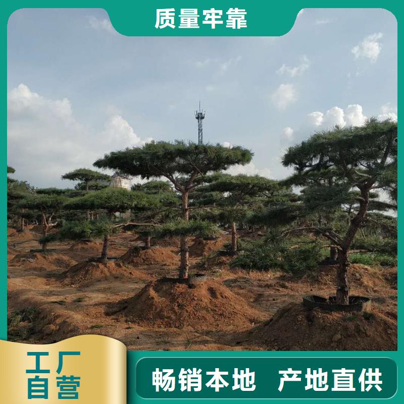 在琼海市销售造型景松的厂家地址