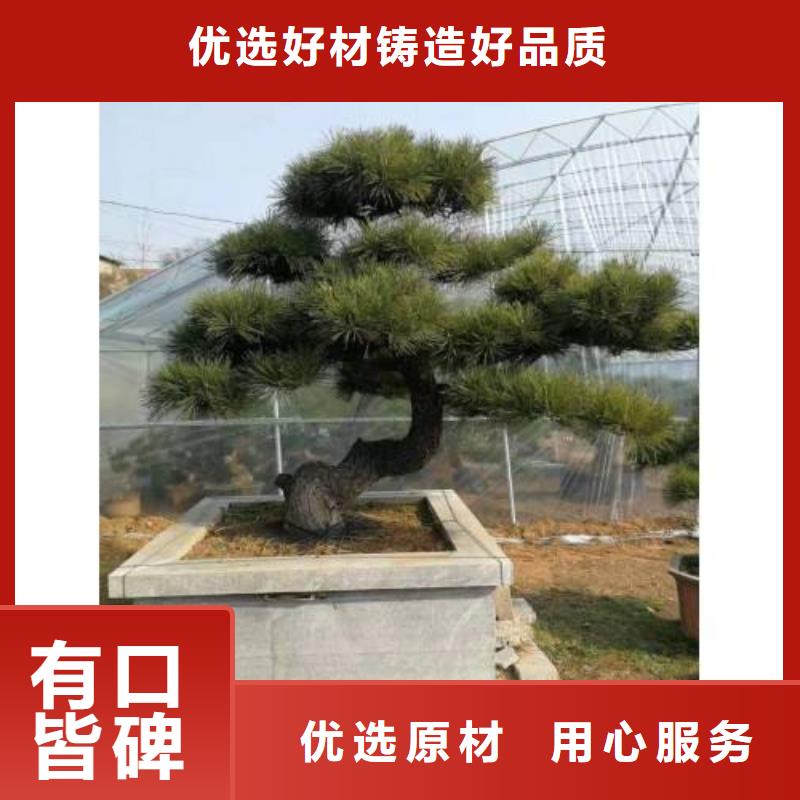 景观松验货合格