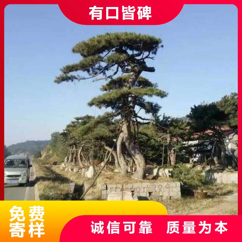 【优选】造型油松源头厂家