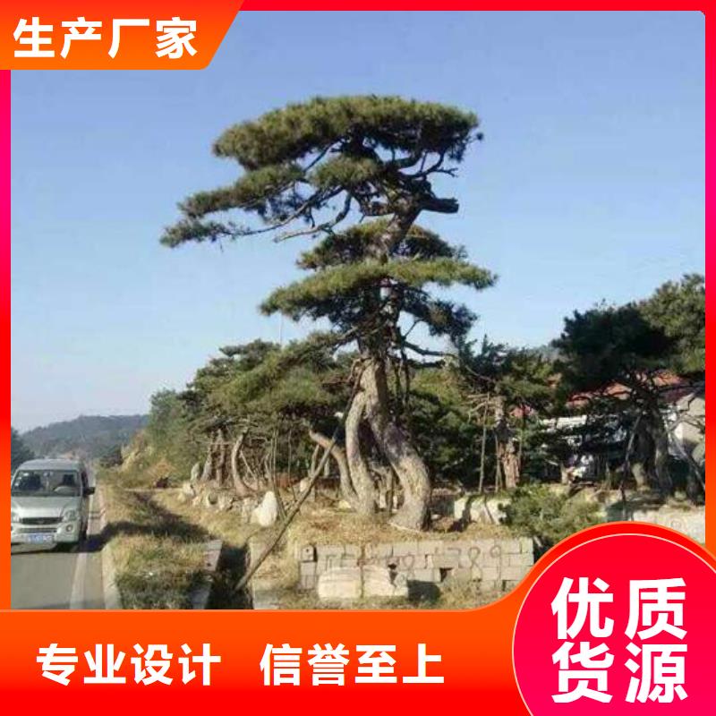 造型松当地厂家值得信赖