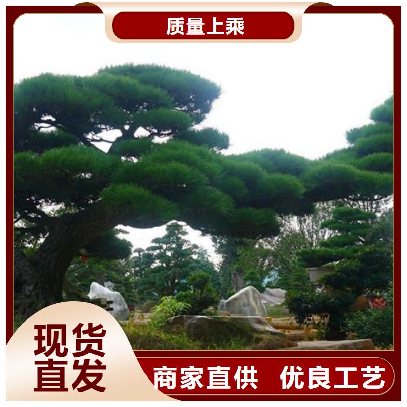 造型景观松今日价格