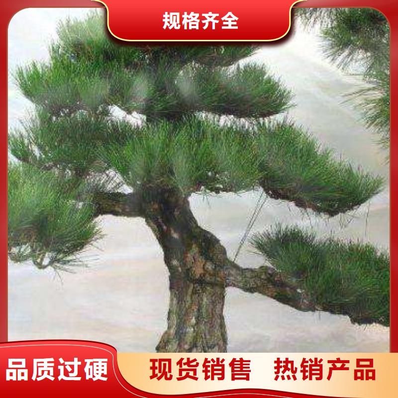  造型松款式多样