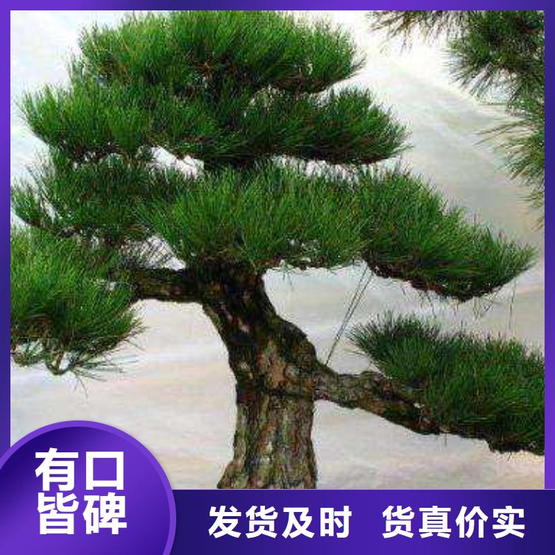 在琼海市销售造型景松的厂家地址