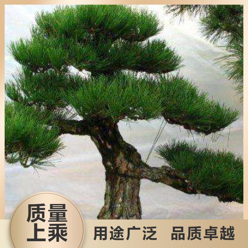 常年供应造型松-省钱
