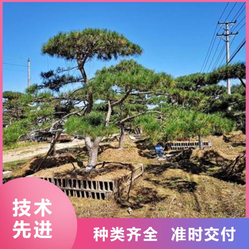 口碑好的泰山风景松厂