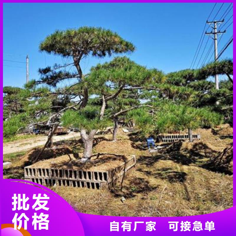 造型松快捷物流