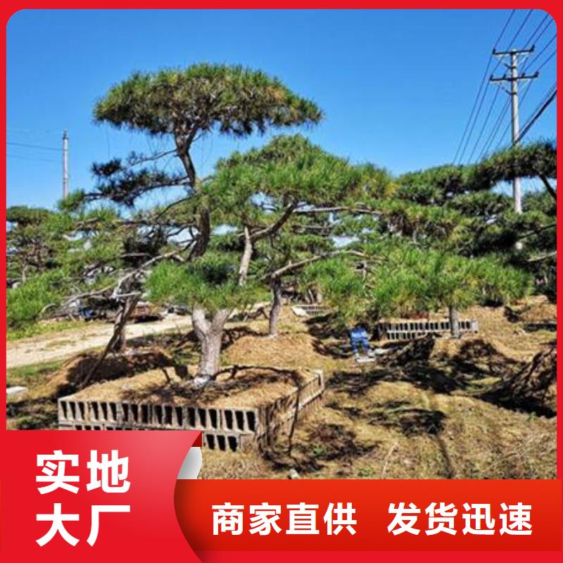 新闻：油松生产厂家