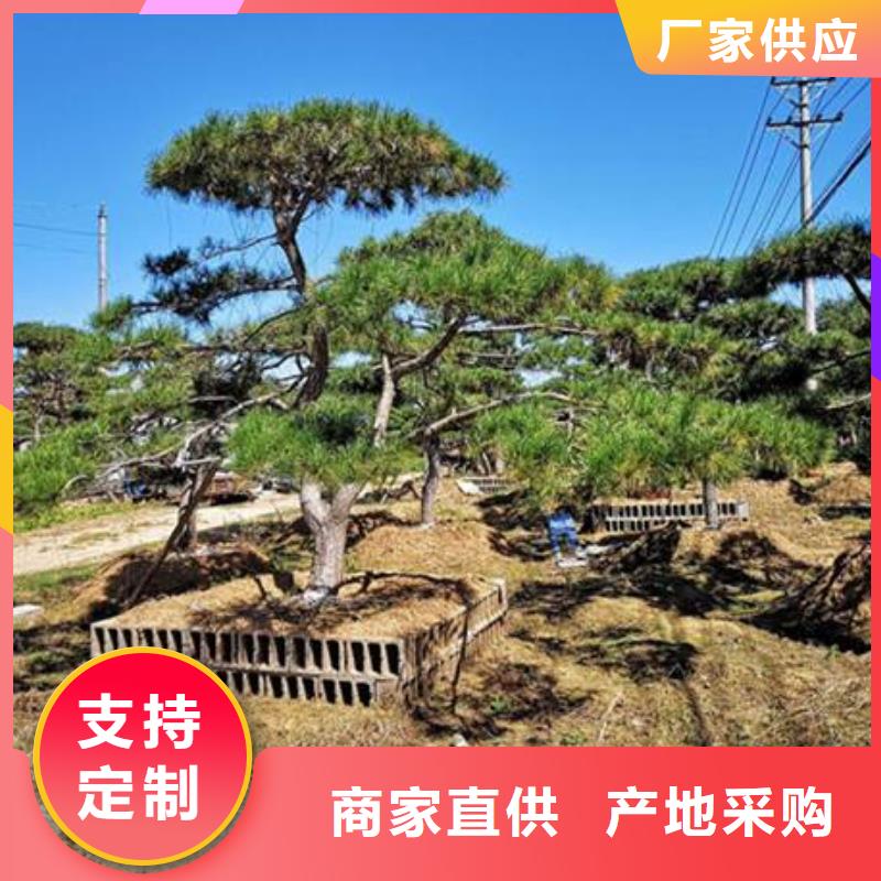 景观松批发-欢迎询价