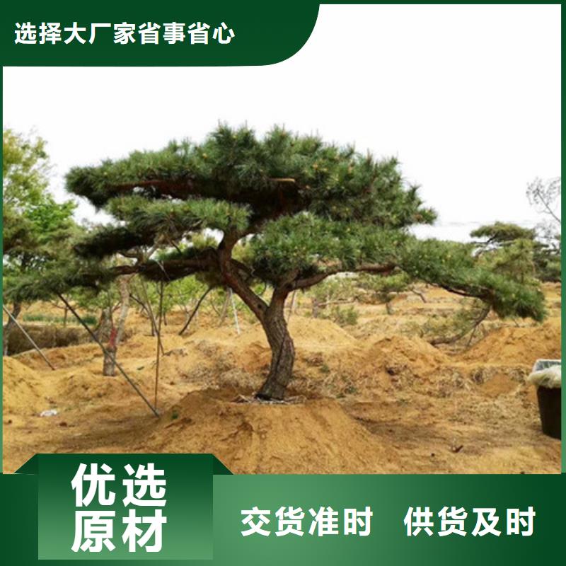 景观松-加工厂家