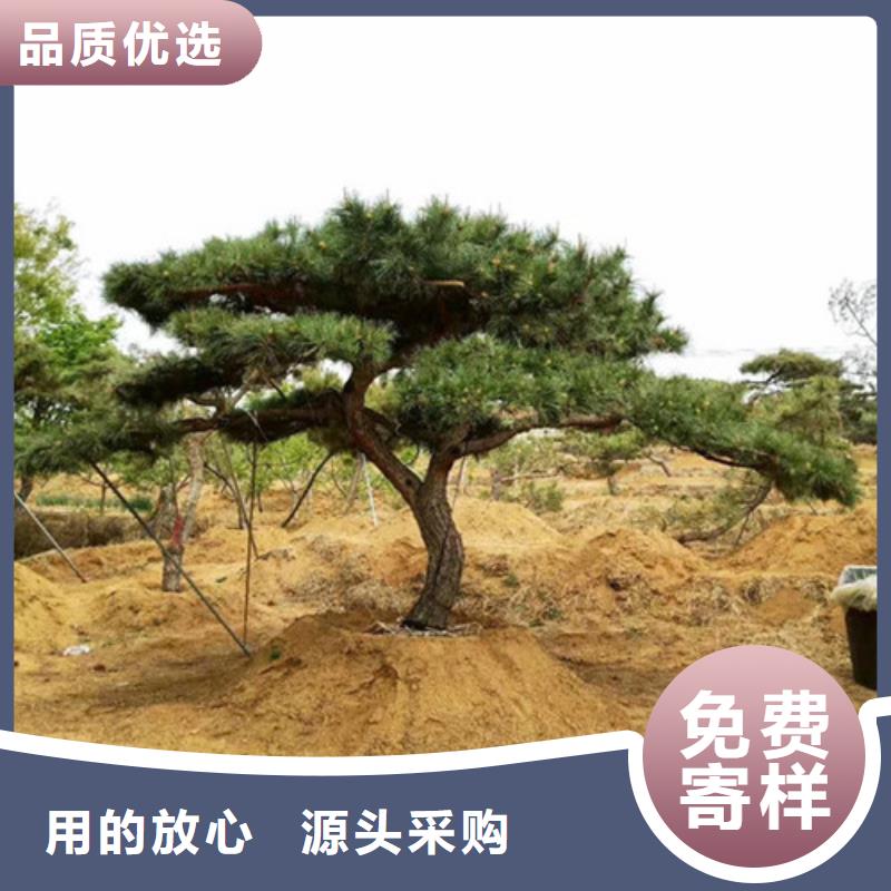 造型松全年低价