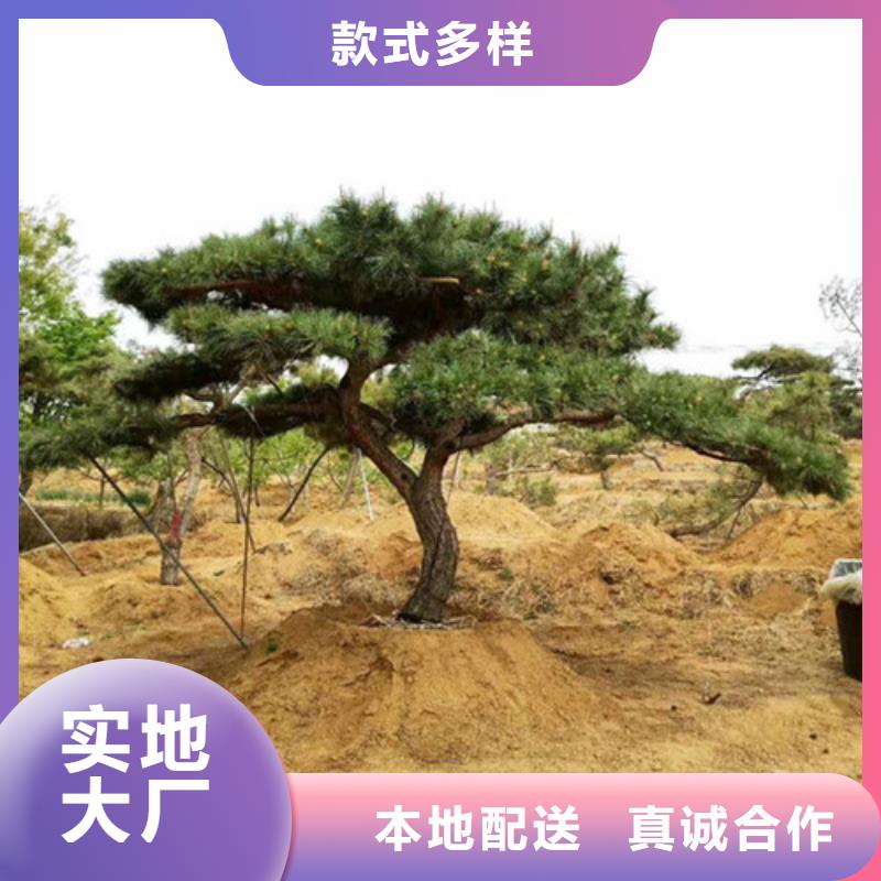 黑松大量供应厂家