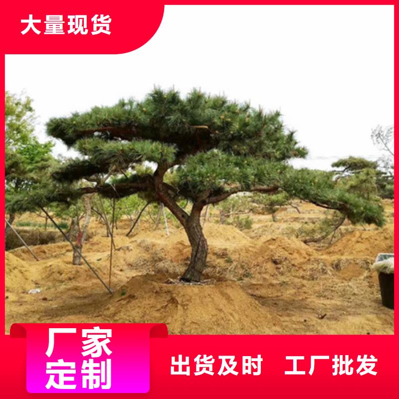 库存充足的景观松公司