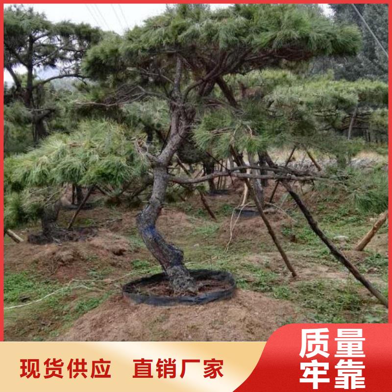 平顶松-为您