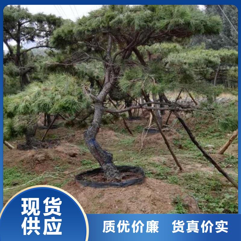黑松本地正规大厂
