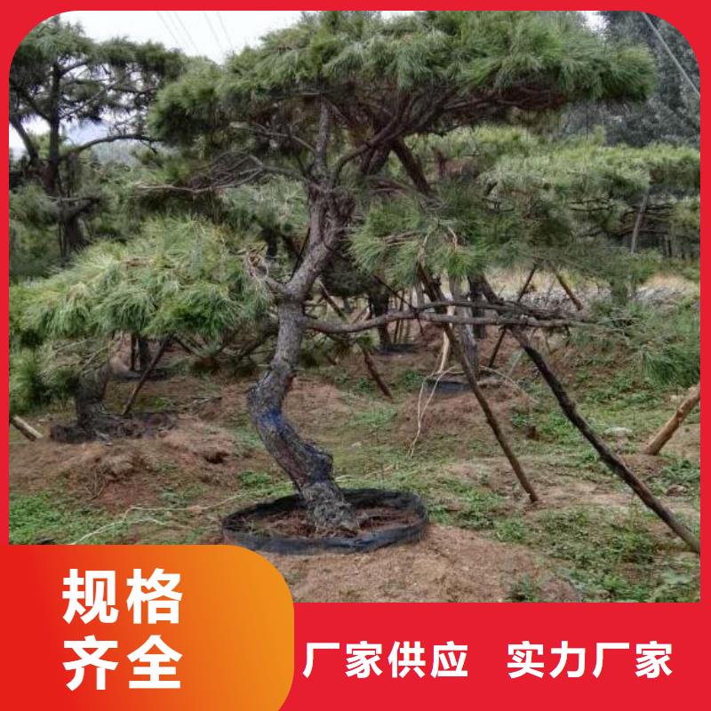 新闻：油松生产厂家
